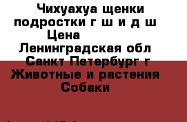 Чихуахуа щенки,подростки,г/ш и д/ш › Цена ­ 20 000 - Ленинградская обл., Санкт-Петербург г. Животные и растения » Собаки   